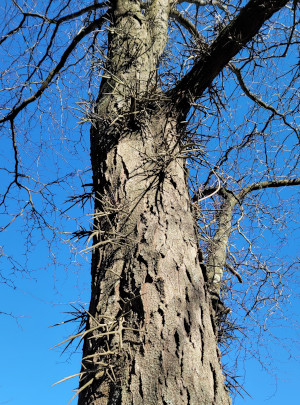 Honey Locust Tree